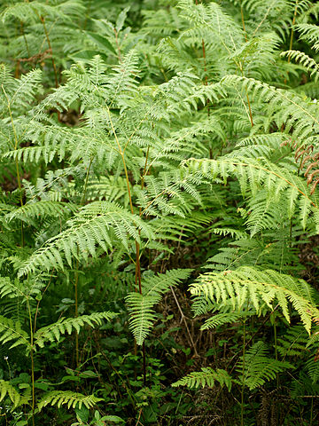 Pteridium aquilinum